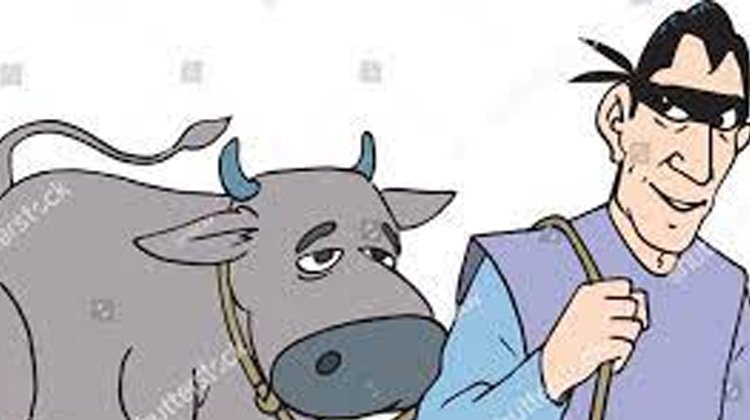 কমলগঞ্জে ৩ গরুচোর আটক