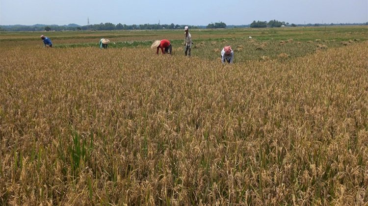 মৌলভীবাজারে হাওরের ধান দ্রুত কাটতে মাইকিং