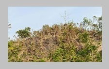 বড়লেখায় আবারও বনে আগুন