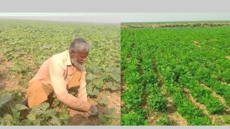 হাকালুকির হাওরে কৃষকের স্বপ্ন পূরণ