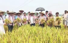 হাকালুকিতে বোরো ধান কর্তন উৎসব : উৎপাদন লক্ষ্যমাত্রা ছাড়িয়ে যাওয়ার সম্ভাবনা