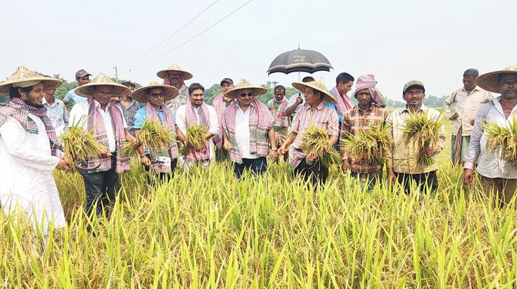 হাকালুকিতে বোরো ধান কর্তন উৎসব : উৎপাদন লক্ষ্যমাত্রা ছাড়িয়ে যাওয়ার সম্ভাবনা