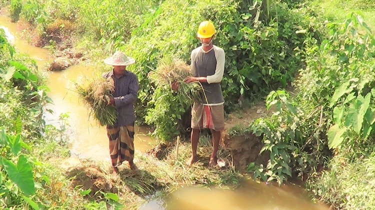 শ্রীমঙ্গলে ব্রি ধান ২৮ ব্লাষ্ট রোগে আক্রান্ত, কৃষকরা বিপাকে: কৃষকদের দাবি কৃষি বিভাগের পরামর্শ তারা পাননি