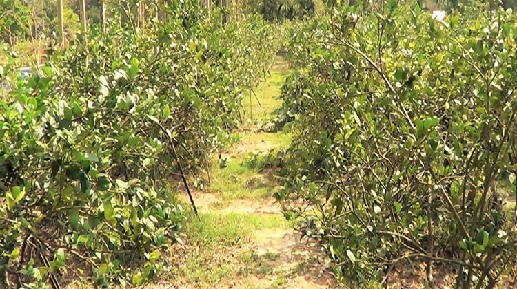 রমজান মাসে মৌলভীবাজারে লেবুর দাম আকাশছোঁয়া