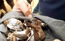 মৌলভীবাজারে ২২টি পাখিসহ শিকারি আটক