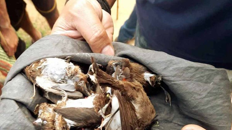 মৌলভীবাজারে ২২টি পাখিসহ শিকারি আটক