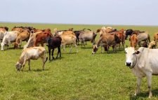 হাওরপারের গো-চারণভূমি যেন প্রকৃতির অপরূপ সৌন্দর্যের লীলাভূমি