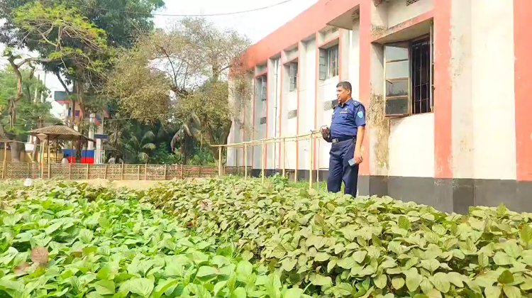 প্রধানমন্ত্রী শেখ হাসিনার নির্দেশনা বাস্তবায়নের লক্ষ্যে শ্রীমঙ্গলে ওসির উদ্যোগে থানা আঙ্গিনায় সবজির বাগান