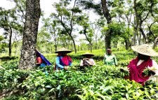 এখনো শ্রীমঙ্গলে চা শ্রমিকরা দুরবস্থায়