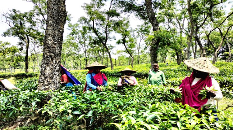 এখনো শ্রীমঙ্গলে চা শ্রমিকরা দুরবস্থায়