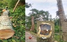 বড়লেখায় সরকারী গাছ কেটে নিলেন প্রভাবশালী নারী