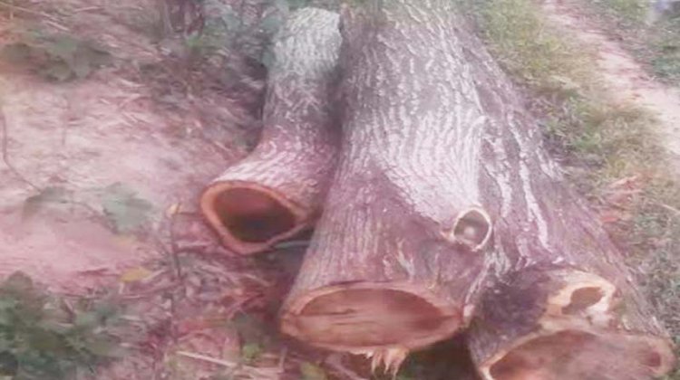 কমলগঞ্জ-কুরমা সড়কের পার্শ্বের ৭টি গাছ কেটে নিয়েছে দৃবৃত্তরা