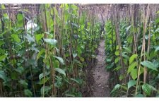 বিলুপ্তির পথে মৌলভীবাজারের বাংলা পান