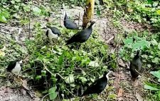 ফাঁদ পেতে ডাহুক শিকার, জরিমানা ২০ হাজার টাকা