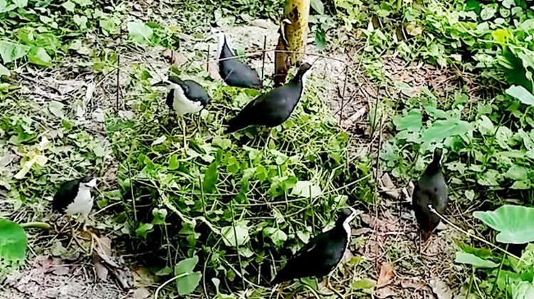 ফাঁদ পেতে ডাহুক শিকার, জরিমানা ২০ হাজার টাকা