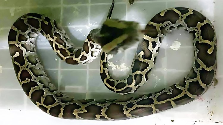 লোকালয়ে আসা অজগর উদ্ধার করে বন্যপ্রাণী বিভাগে হস্তান্তর