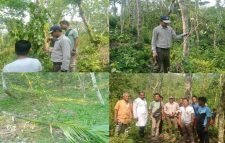 বড়লেখায় খাসিয়াদের ৩ হাজার পান ও ৬০টি সুপারি গাছ কেটে ফেলার অভিযোগ