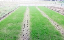 কমলগঞ্জে খরায় পুড়ছে ক্ষেত-খামার