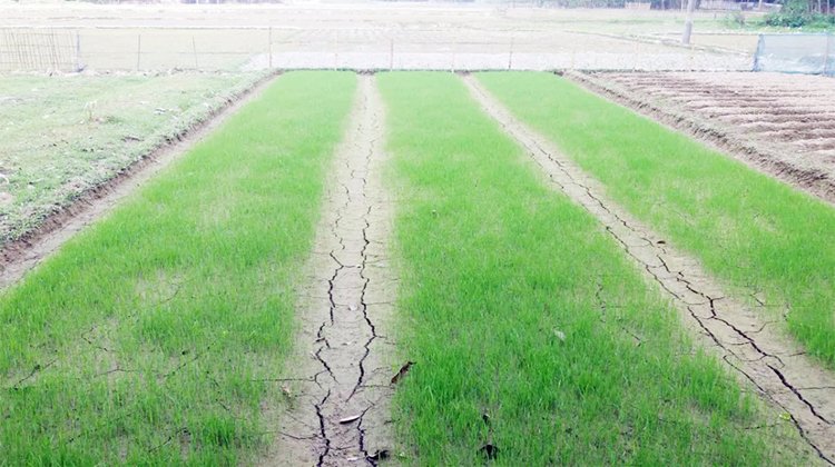 কমলগঞ্জে খরায় পুড়ছে ক্ষেত-খামার