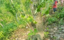 বড়লেখায় খাসিয়াপুঞ্জির পান-সুপারি গাছ কাটার ঘটনায় পুলিশকে মামলা গ্রহণের নির্দেশ