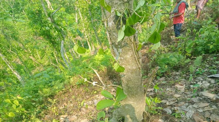 বড়লেখায় খাসিয়াপুঞ্জির পান-সুপারি গাছ কাটার ঘটনায় পুলিশকে মামলা গ্রহণের নির্দেশ