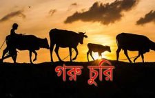 কমলগঞ্জ  বৃদ্ধি পেয়েছে গরু চুরি