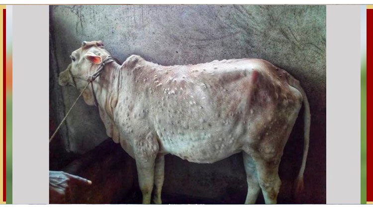 কোরবানির আগে লাম্পি স্কিনে বিপাকে খামারি