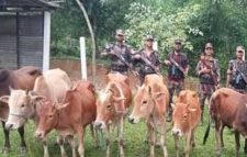 বড়লেখা সীমান্তে বিজিবির অভিযানে ১১টি ভারতীয় গরু আটক