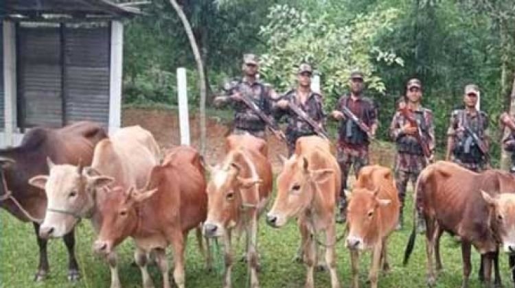 বড়লেখা সীমান্তে বিজিবির অভিযানে ১১টি ভারতীয় গরু আটক