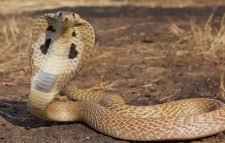 সাপের ছোবলে গৃহবধূর মৃত্যু