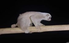 বড়লেখায় আবারও ধরা পড়ল লজ্জাবতী বানর