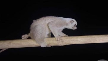 বড়লেখায় আবারও ধরা পড়ল লজ্জাবতী বানর