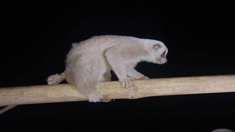 বড়লেখায় আবারও ধরা পড়ল লজ্জাবতী বানর