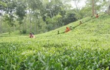 বড়লেখায় চা বাগানের উন্নয়ন কাজে বাধা, ম্যানেজারকে প্রাণনাশের হুমকি