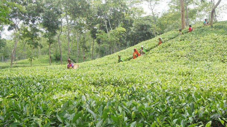বড়লেখায় চা বাগানের উন্নয়ন কাজে বাধা, ম্যানেজারকে প্রাণনাশের হুমকি