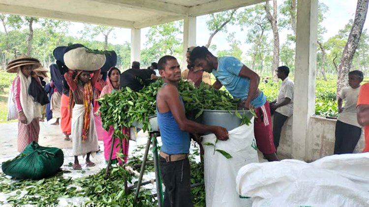 চা শ্রমিক দিবসে মজুরী বৃদ্ধি সহ বিভিন্ন দাবি চা শ্রমিকদের