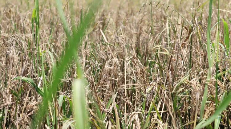 মৌলভীবাজারের হাওরে ব্লাস্ট রোগে মারত্মক ক্ষতি বোরো ধান, ২৮ ও ২৯ জাত আবাদের ৭০ শতাংশ ধানে চিটা