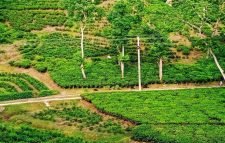 দেশের ৪৮ শতাংশ চা উৎপাদন মৌলভীবাজারে