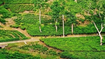 দেশের ৪৮ শতাংশ চা উৎপাদন মৌলভীবাজারে