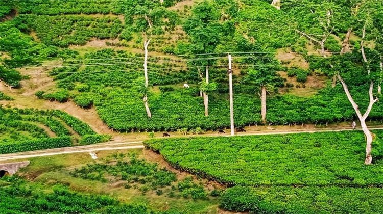 দেশের ৪৮ শতাংশ চা উৎপাদন মৌলভীবাজারে