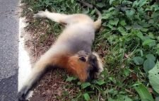 কমলগঞ্জে সড়ক দুর্ঘটনায় মুখপোড়া হনুমানের মৃত্যু