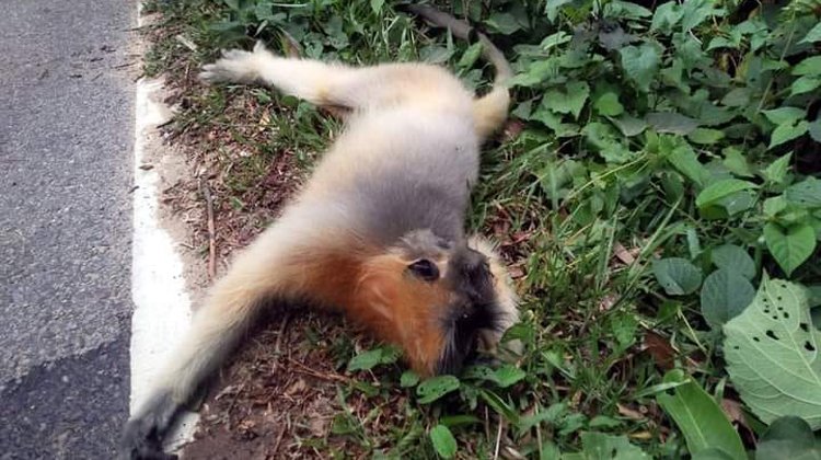 কমলগঞ্জে সড়ক দূর্ঘটনায় মুখ পোড়া হনুমান আহত