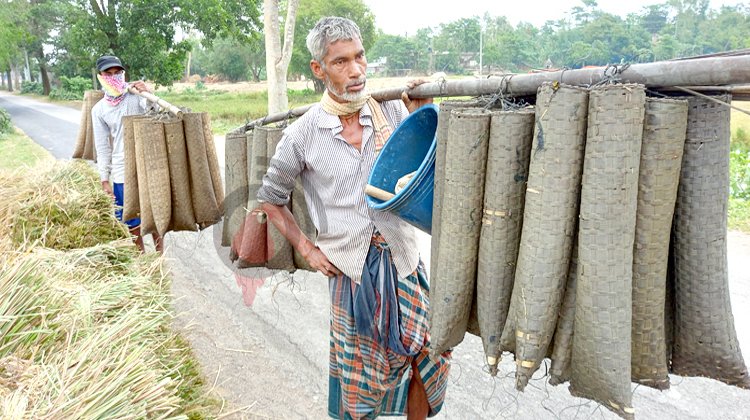 দিনমজুরি নেই, কুঁচিয়া শিকারই ভরসা