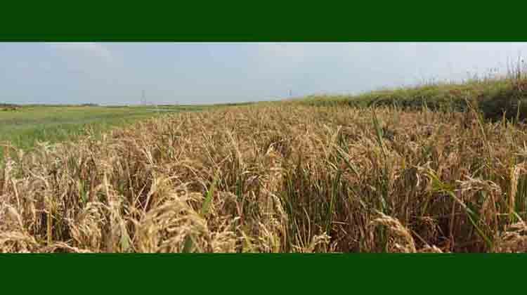 মৌলভীবাজারে ৭০ শতাংশ ধান চিটায় নষ্ট : কৃষকদের মাথায় হাত