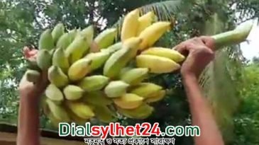 গোলাপগঞ্জে এক কাঁদি কলা বিক্রি হল ২০ হাজার টাকায়!
