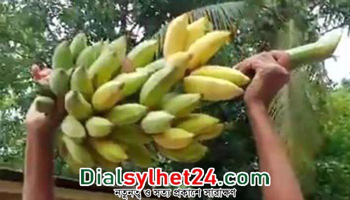 গোলাপগঞ্জে এক কাঁদি কলা বিক্রি হল ২০ হাজার টাকায়!