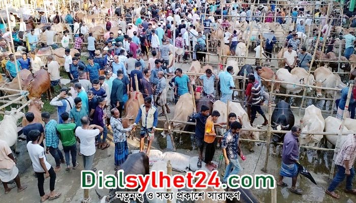 ৪৫টি কোরবানির পশুর হাট বসবে সিলেট নগরীতে