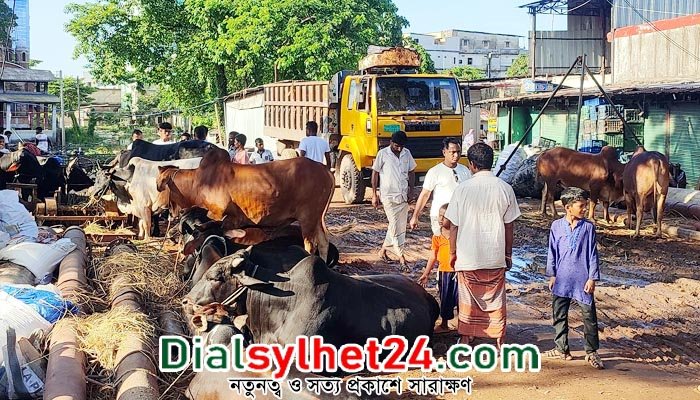 নগরীতে গরুর হাট বসানোকে কেন্দ্র করে সংঘর্ষ : আহত ৪