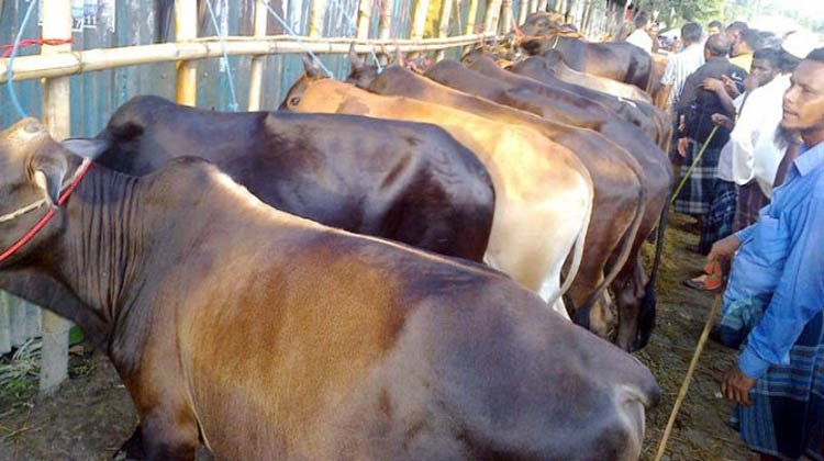 কমলগঞ্জে জমে উঠেছে কোরবানীর পশুর হাট