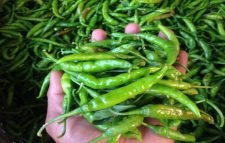 কাঁচা মরিচের ডাবল সেঞ্চুরী!